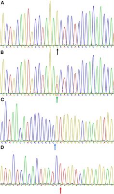 Allele frequency of SLC4A3 (PRA1), TTC8 (PRA2), and PRA-prcd mutations in golden retrievers in Brazil